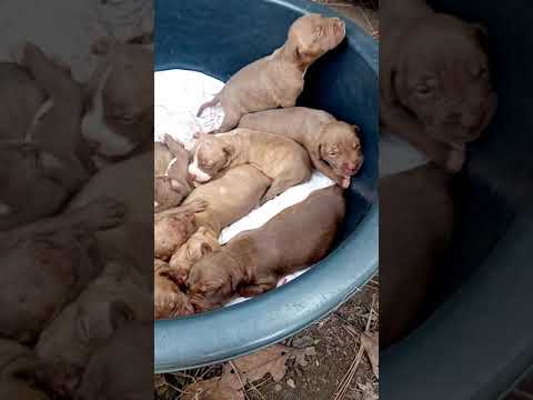 Pitbull Red Nose 2 week 😱🐶💤