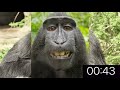 1 Minute Timer with Funny Dancing Monkeys /kids online/challenge timer/ (Copyright & Loyalty Free)