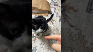 甘えるハチワレ猫 #shorts