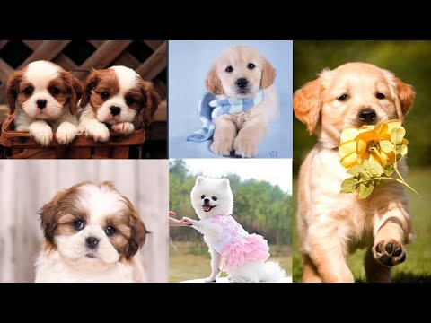 Cute puppy ❤️❤️💕❣️💖😍