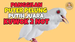 Download lagu Puter Pelung Putih Juara Kuwok Tebal Memanggil Puter Malas Bunyi Agar Mau Manggung ‼️ mp3 Download lagu Puter Pelung Putih Juara Kuwok Tebal Memanggil Puter Malas Bunyi Agar Mau Manggung ‼️ mp3