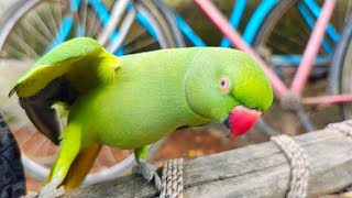 Amazing dancer talking parrot Mithu 🦜 Indian ringneck parrot neck dance