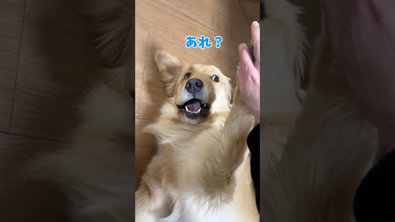 あれ？#goldenretriever #ゴールデンレトリバー