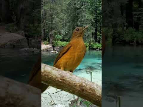 Canto do Sabia da Mata