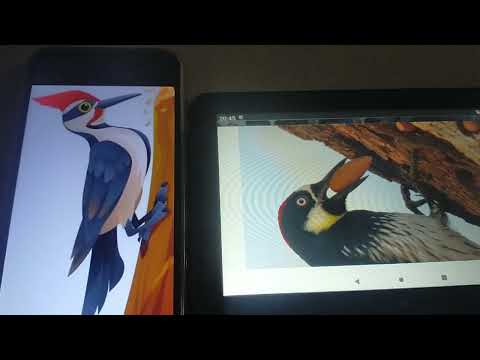 Meet the Animals 165: Woodpecker