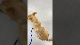 Video preview image #1 Border Collie-Unknown Mix Puppy For Sale in San Diego, CA, USA