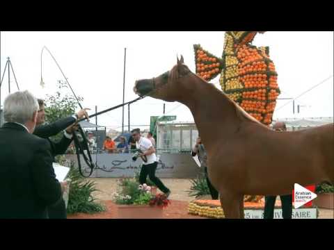 N.116 TCHAATA INIZIATO - Menton 2016 - Colts 2 years old (Class 7)