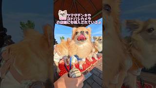 暑い夏のお助けアイテム✨　#チワワ#犬のいる暮らし #グッズ