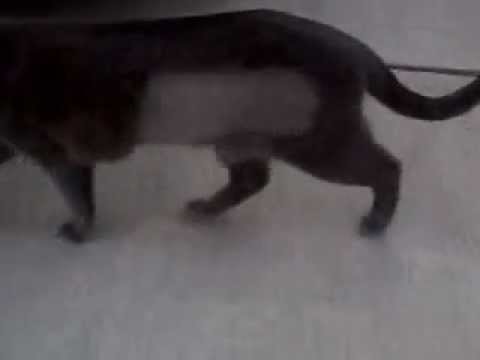 After dinner walk...