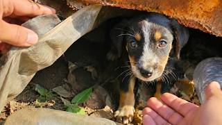 The Heartwarming Rescue of a Stray Puppy in Need