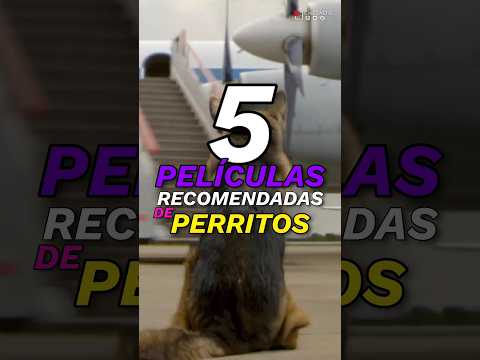 Hoy en Netflix, una película entrañable que ya es número 1 en España. Una historia conmovedora sobre un problema real con un perro como protagonista