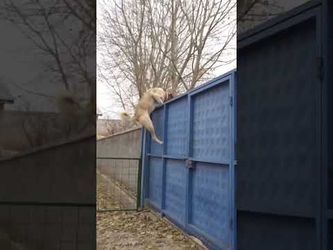 KaNGaL Dog | Anatolian shepherd | Kurt#kangal #dogs