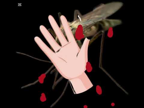 Les moustiques (maringouins)🐝