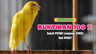 Download lagu Suara PANCINGAN KENARI PAUD Belajar Bunyi Ngeriwik Kenari GACOR Panjang || Masteran Kenari Paud #781 mp3 Download lagu Suara PANCINGAN KENARI PAUD Belajar Bunyi Ngeriwik Kenari GACOR Panjang || Masteran Kenari Paud #781 mp3