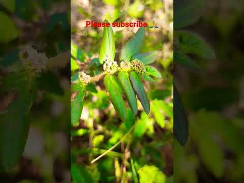 guess this medicinal plant, medicinal plants, ayurvedic plant.