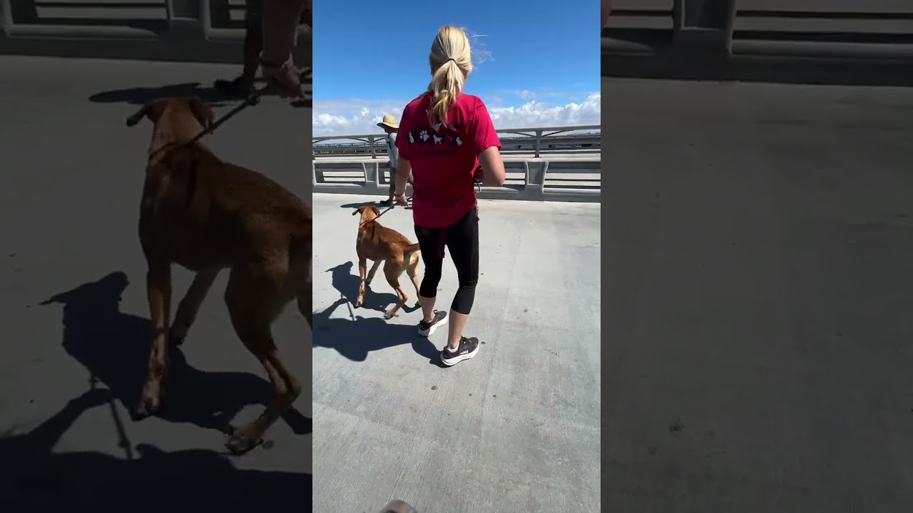 Ozzy, a Adoptable mixed breed in Westminster, CA video 6/6