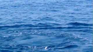 preview picture of video 'delfini a mondragone'