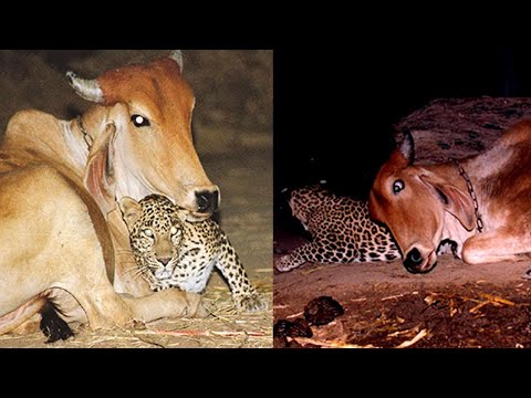 How Did This Ferocious Predator Become Friends With a Cow?