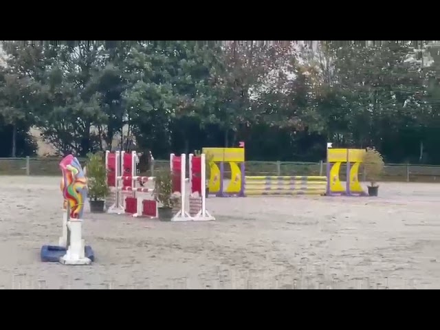 Ruin Franse rijpony PFS Te koop 2019 Donker bruin / bai ,  ugo des clas