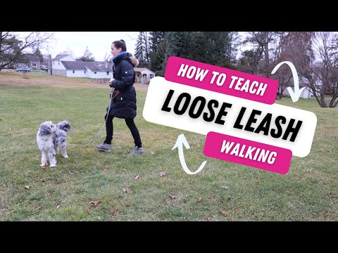 Figure Eight Walking for Loose Leash Walking | Kate Walker @The Incredible K9