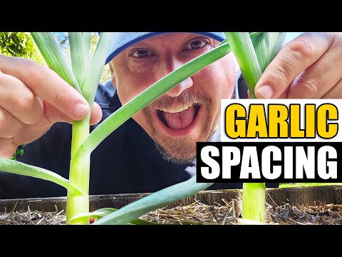Harvesting Your Garlic The Definitive Guide For Beginners