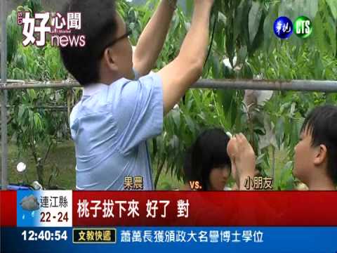 復興鄉賣桃 為山區學童賺學費