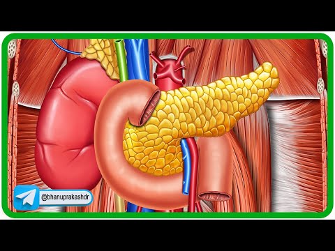 Duodenum Anatomy Animation: Parts, Relations, Blood supply, Nerve supply, and Venous drainage