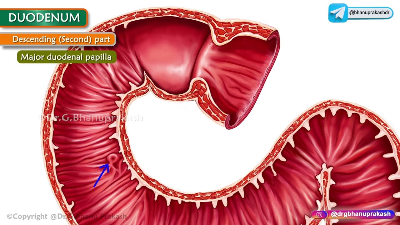 Duodenum Anatomy 3D Animation: Parts, Relations, Blood supply, Nerve supply, and Venous drainage - YouTube