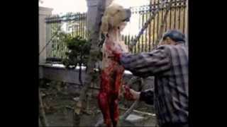 CHINA: Yulin dog meat festival?