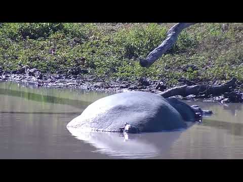 Djuma: Birds, Warthog and sleeping Hippo - 13:05 - 06/18/2023