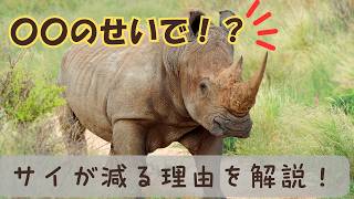 サイが減っている理由　#動物雑学 　#雑学 　#癒し動画