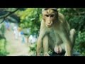 Indian Monkey HD Video Bandar Ka HD Video