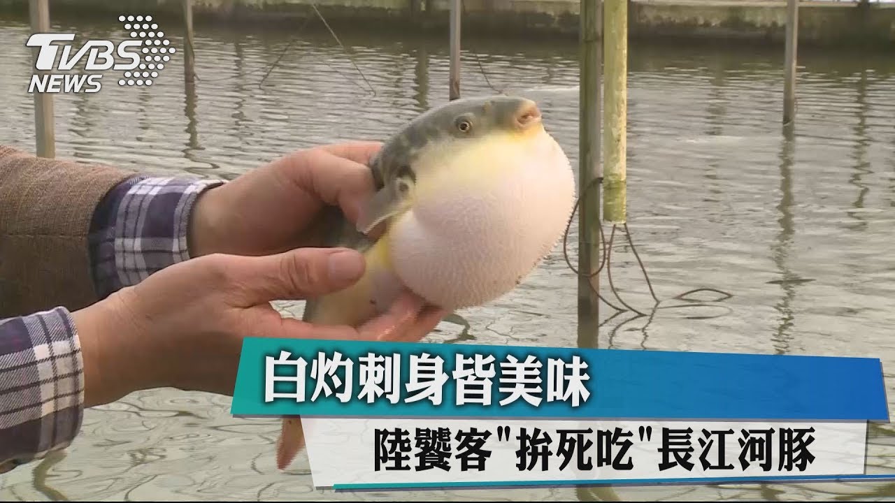 白灼刺身皆美味 陸饕客「拚死吃」長江河豚