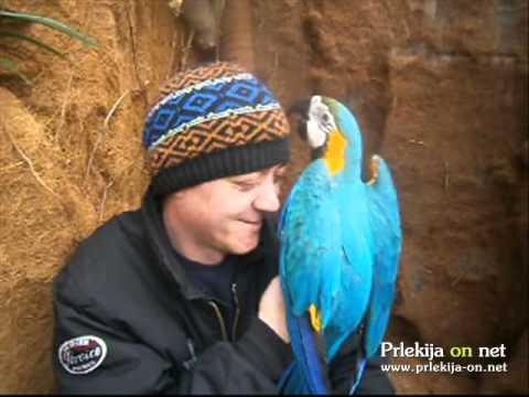 Papige v Tropskem raju Vrtnega centra Kurbus