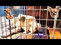Dog Mating Done In Seconds By The Swift Lhasa Apso Fast Furious