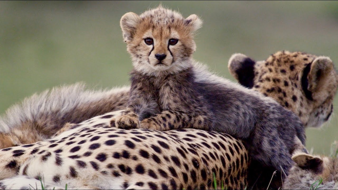 MALEIKA Trailer English (2017)