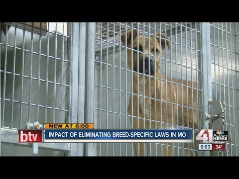 Impact of eliminating breed-specific laws in Mo.