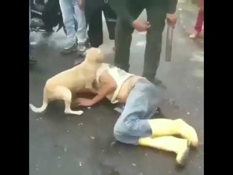 Собака - настоящий друг!