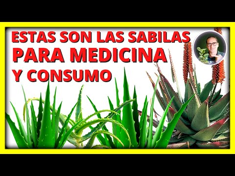 , title : '¿CUALES SON LAS PLANTAS DE ALOE o SABILA MEDICINALES y que se pueden consumir ? aptas para consumo'