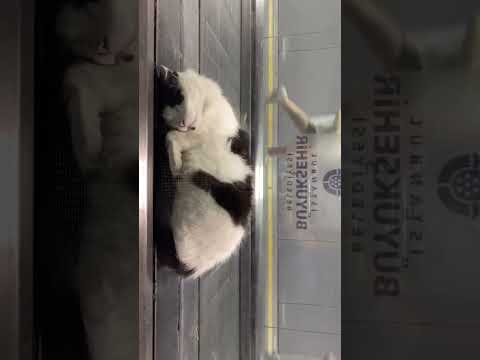 #funny #animals #comedy #cute #cutecat #cat #catlover #cats #catshorts #kitten #kitty MyMemoryTV