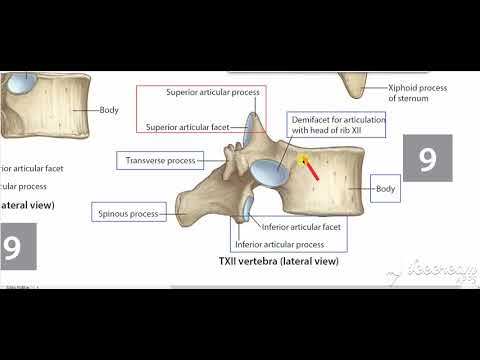 Atypical thoracic vertebrae 2