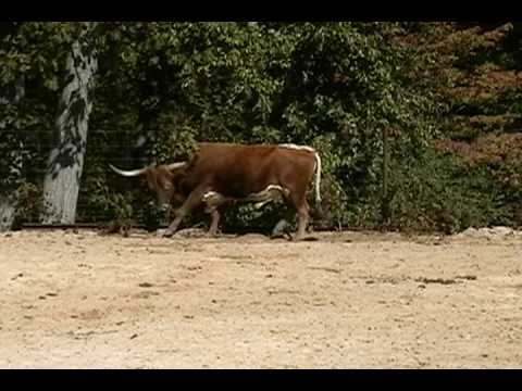 Norman - Don't Mess With The Bull