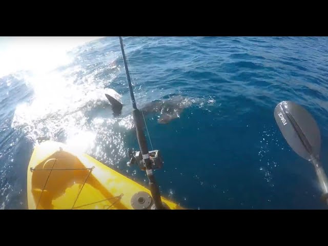 Kayak fisherman fights off aggresive hammerhead shark!!! (full video)