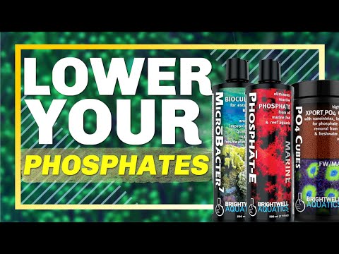 Shockingly Simple Ways to Lower Phosphates in a Reef Aquarium