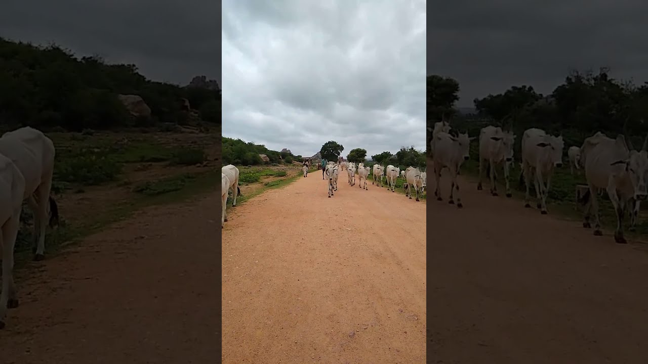 Cows of India #shorts