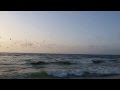 Seagulls Catching Fish Palestine