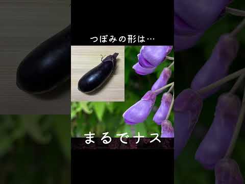 馬糞を嫌う植物