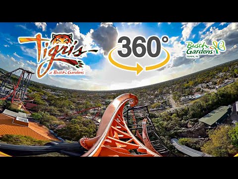 VR 360 Tigris Roller Coaster Front Seat On Ride POV Busch Gardens Tampa 2025 03 04