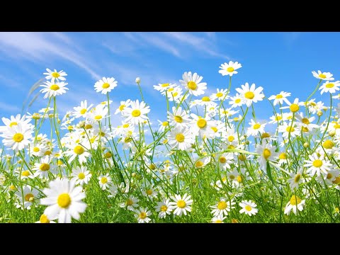 Cântare creștină cu versuri "Tu ești floarea din grădină" - Mariana Someșan