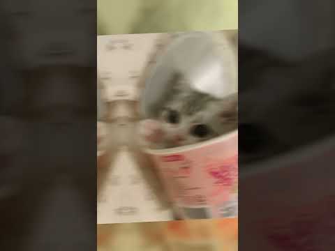 cat #cute #cat #kitten